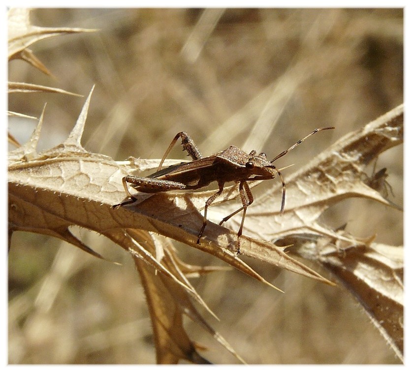 Da determinare: Alydidae, Camptopus lateralis